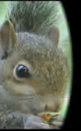 Kung-Fu Squirrels + Camera = Movie Magic